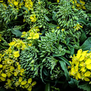 A close-up view of Rapini heads and blooms.
