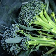 A close-up of Waltham 29 Broccoli heads on leaves.