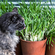 A fluffy cat licks his lips by the Variegated Cat Grass Barley.