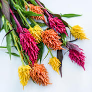 Cockscomb & Celosia Seeds | Baker Creek Heirloom Seeds