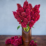 Cockscomb & Celosia Seeds | Baker Creek Heirloom Seeds