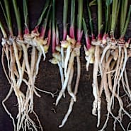 Ginger Plants | Baker Creek Heirloom Seeds