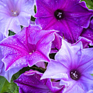 Morning Glory GRANDPA OTT Purple Climbing Vine 15' Heirloom Non-GMO 100 Seeds! e