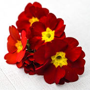 Primrose Seeds | Baker Creek Heirloom Seeds