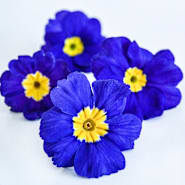 Primrose Seeds | Baker Creek Heirloom Seeds