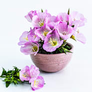 Primrose Seeds | Baker Creek Heirloom Seeds