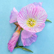 Primrose Seeds | Baker Creek Heirloom Seeds