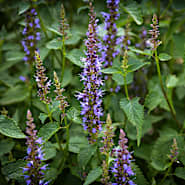 Agastache Hyssop Seeds | Baker Creek Heirloom Seeds