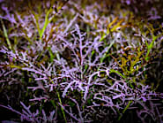 Mizuna Seeds | Baker Creek Heirloom Seeds