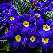 Primrose Seeds | Baker Creek Heirloom Seeds