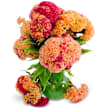 Celosia Seeds, Variegated Cockscomb