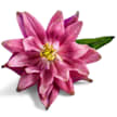 Columbine Seeds, Rose Barlow