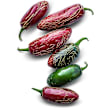 Hot Pepper Seeds, Jalapeño Zapotec