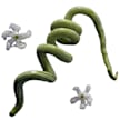 Snake Bean Seeds, Chinese Python