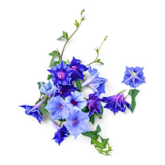 LE BLIZZARD SUR La Plage / Hamafubuki Japanese Morning Glory 6 Graines - Foto 4