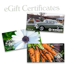 Electronic Gift Certificate