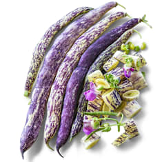Cut and whole Dragon Tongue Bush Beans with blooms on a white background.