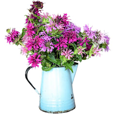 Xsenia Cosmos Seeds | Baker Creek Heirloom Seeds