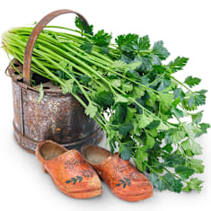 D'Elne Celery Seeds | Baker Creek Heirloom Seeds