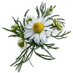 Zloty Lan Chamomile on a white background.