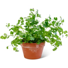 Slo-Bolt Cilantro in a terracotta pot on a white background.