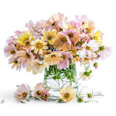 Cosmos Double Click Bicolor Pink - Cosmos Bipinnatus à Fleurs Doubles - Foto 14