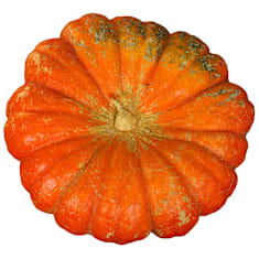 Big Max Pumpkin Squash Seeds | Baker Creek Heirloom Seeds