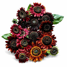 An overhead view of Chocolate Cherry sunflowers in various shades arranged on a white background.