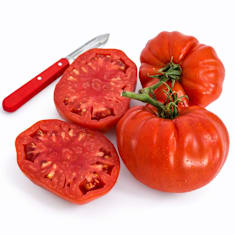 Pair of Classic Beefsteak tomatoes on a vine with a third cut in half to show the center.