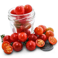 Several spoon tomatoes in a glass jar and surround with coins to show size on a white background.