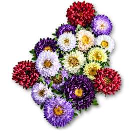 Matsumoto Formula Mixed Aster Seeds | Baker Creek Seeds