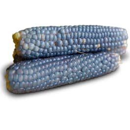 Maize Cob Popcorn Kernels Yellow Organic Fresh Sweetcorn Seeds Zea Mays Closeup Stock Image Maize Cob Popcorn Kernels Yellow Image255376187