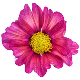 cosmos_xsenia_1.jpg?_i=AB