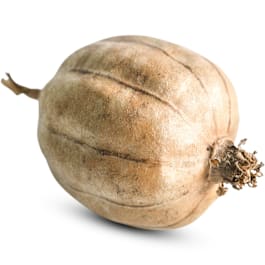 Cluster Ridge Luffa Gourd Seeds | RareSeeds.com