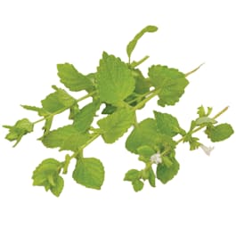 Buy lemon balm seeds or Melissa officinalis Melissa officinalis Buy lemon balm seeds or Melissa officinalis Melissa officinalis