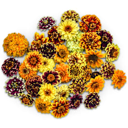 zinnia_persian_carpet.jpg?_i=AB