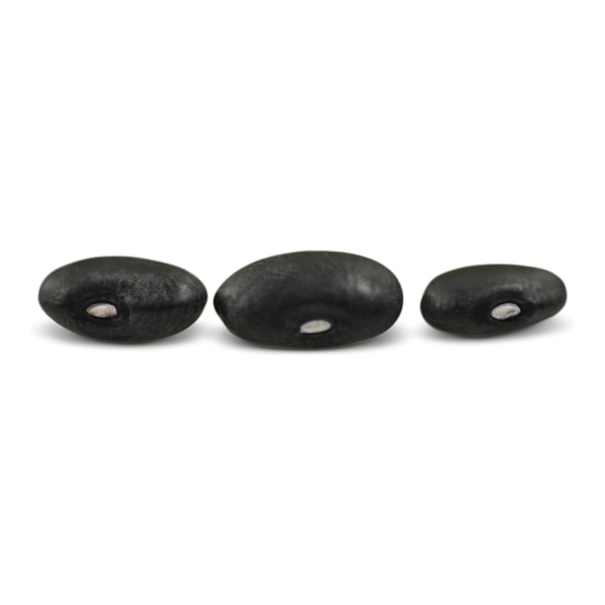 BN169-Bean_Seeds_-