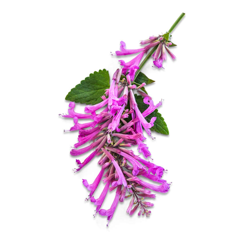 Texas Hummingbird Mint Agastache Seeds | Baker Creek Heirloom Seeds