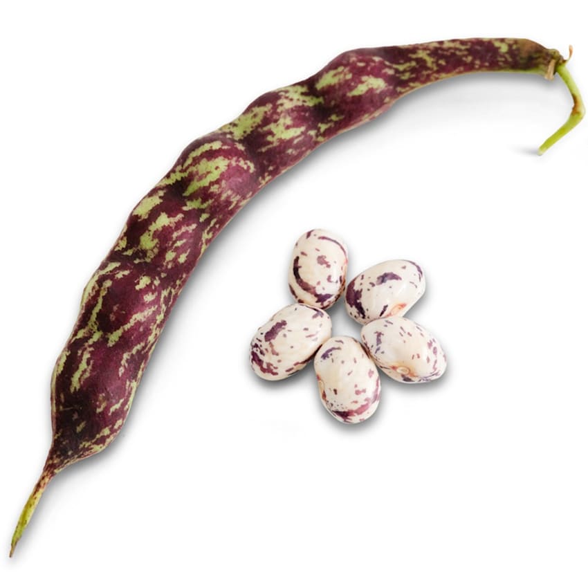 bean_common_autumn_zebra.jpg?_i=AB