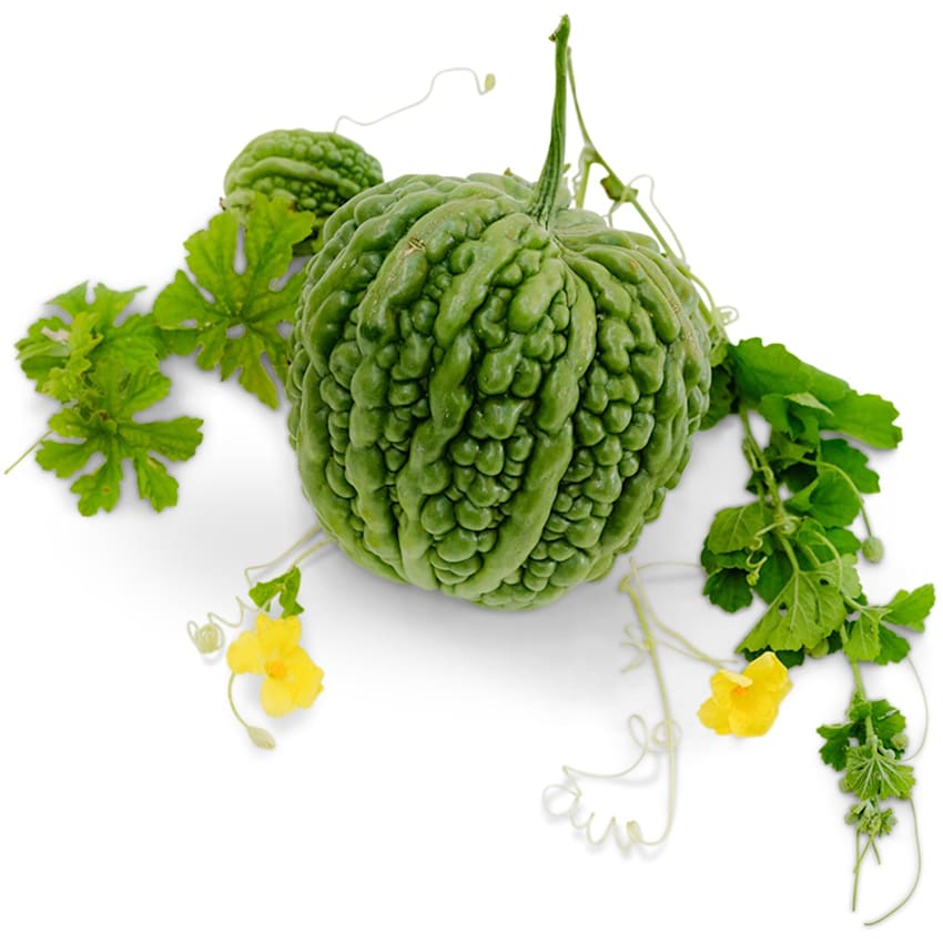 Big Top Bitter Melon Seeds | Baker Creek Seeds