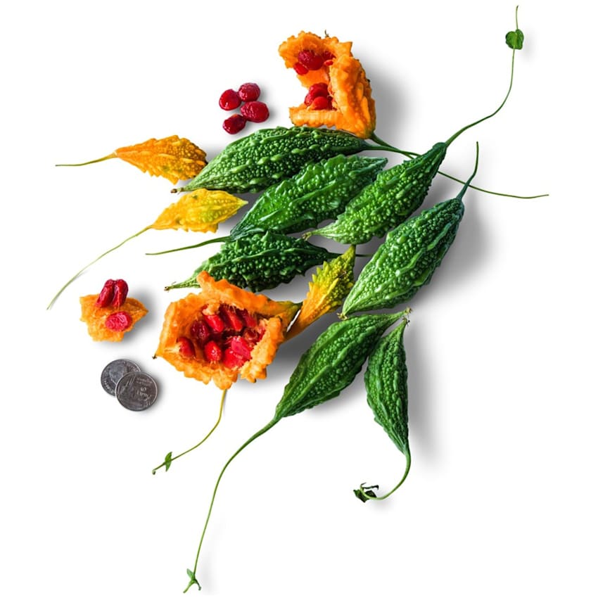 Siamese Bitter Melon | Baker Creek Heirloom Seeds