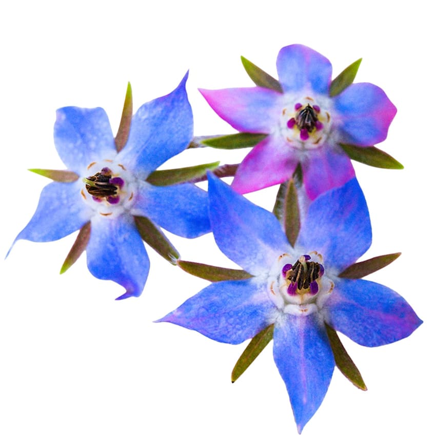Blue Borage Seeds | Baker Creek Heirloom Seeds