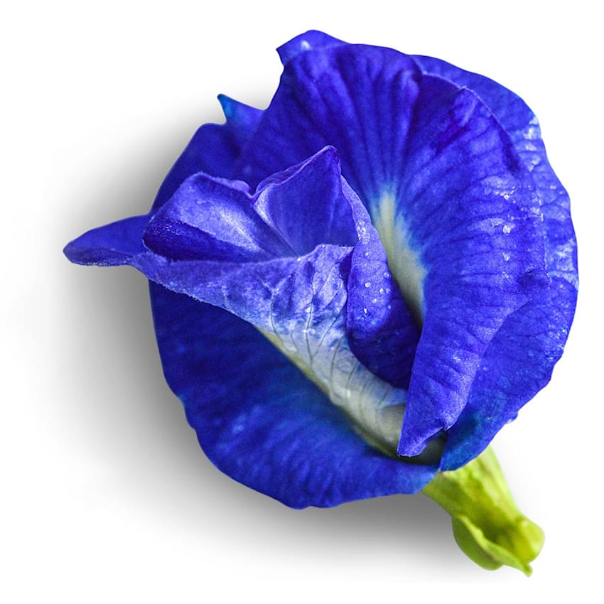 butterfly_pea_blue_queen.jpg?_i=AB