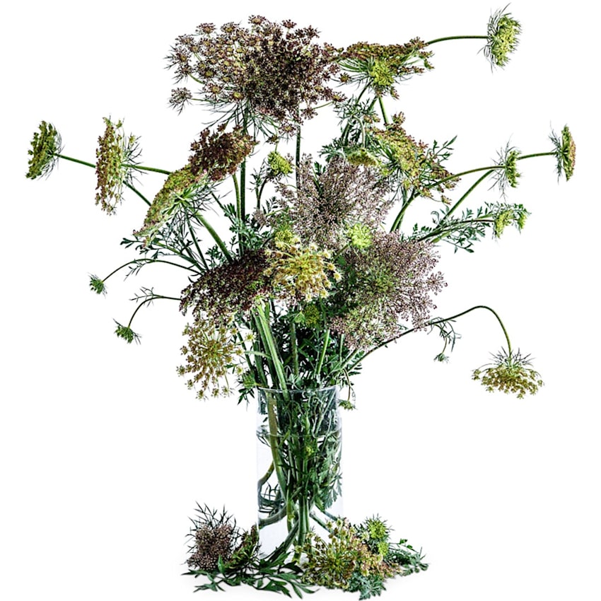 carrot plant flower images