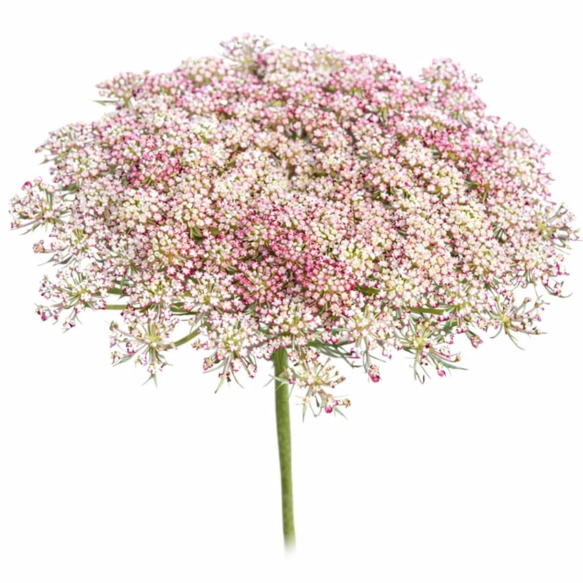 Dara Flowering Carrot Seeds | Baker Creek Heirloom Seeds