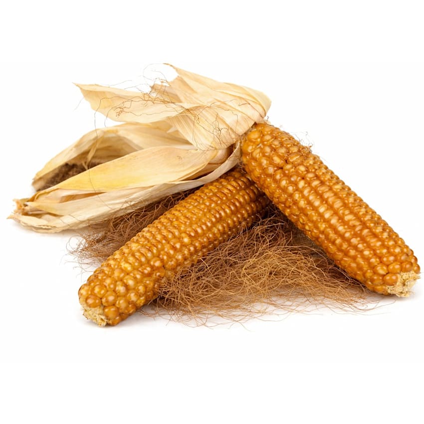 Dried Corn Stalks 5 Letters