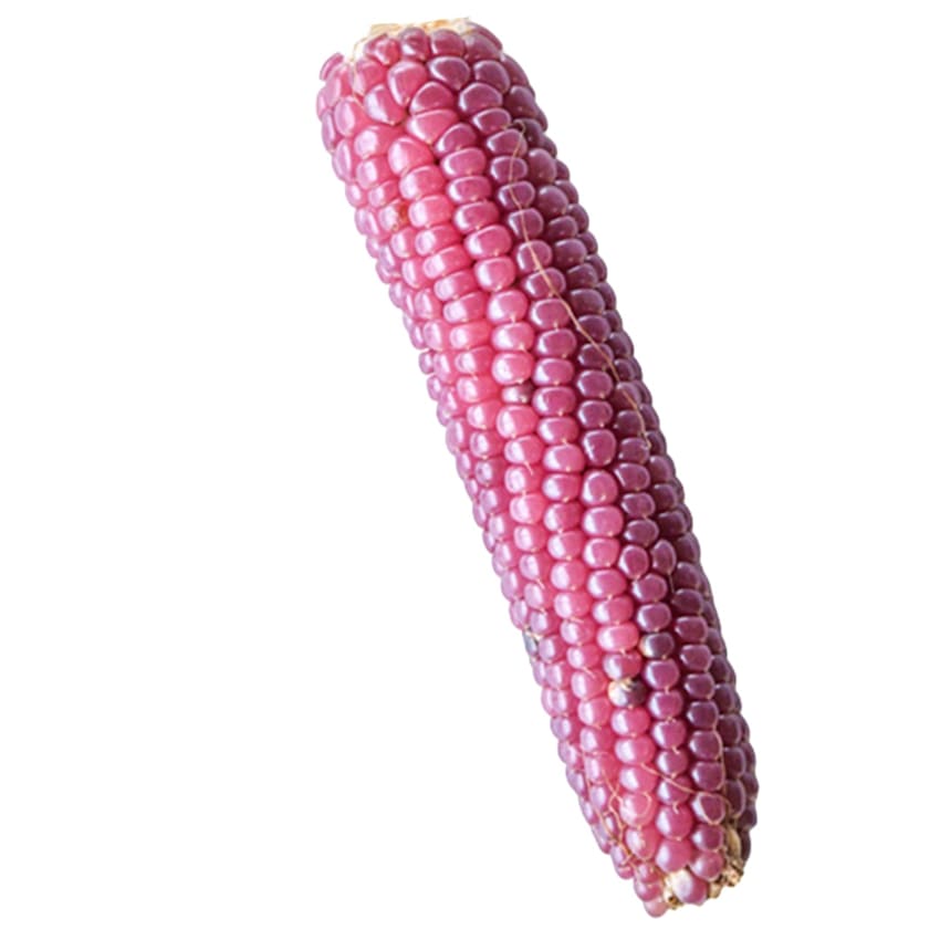 Mini Pink Popcorn Seeds | Baker Creek Heirloom Seeds