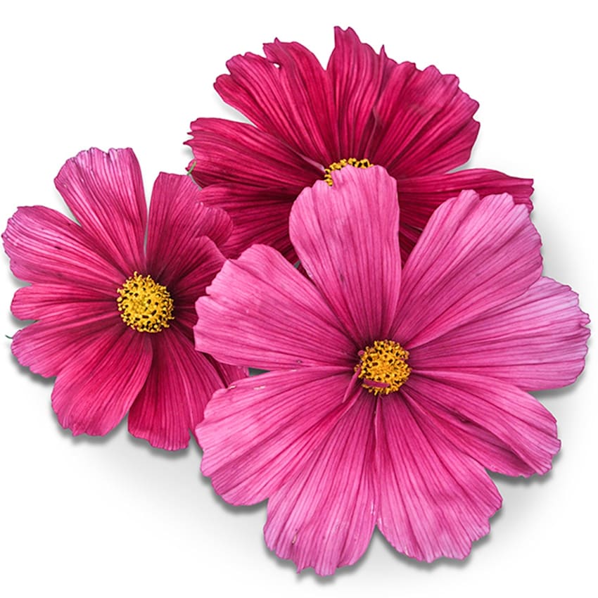 Rubenza Cosmos Seeds | Baker Creek Heirloom Seeds
