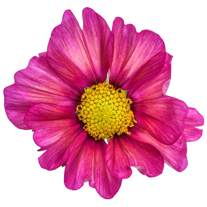 Xsenia Cosmos Seeds | Baker Creek Heirloom Seeds