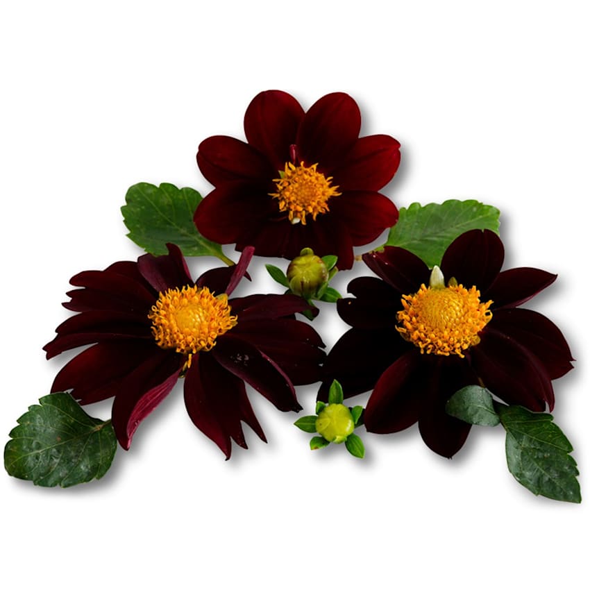 Dahlia Seeds, Black Beauty